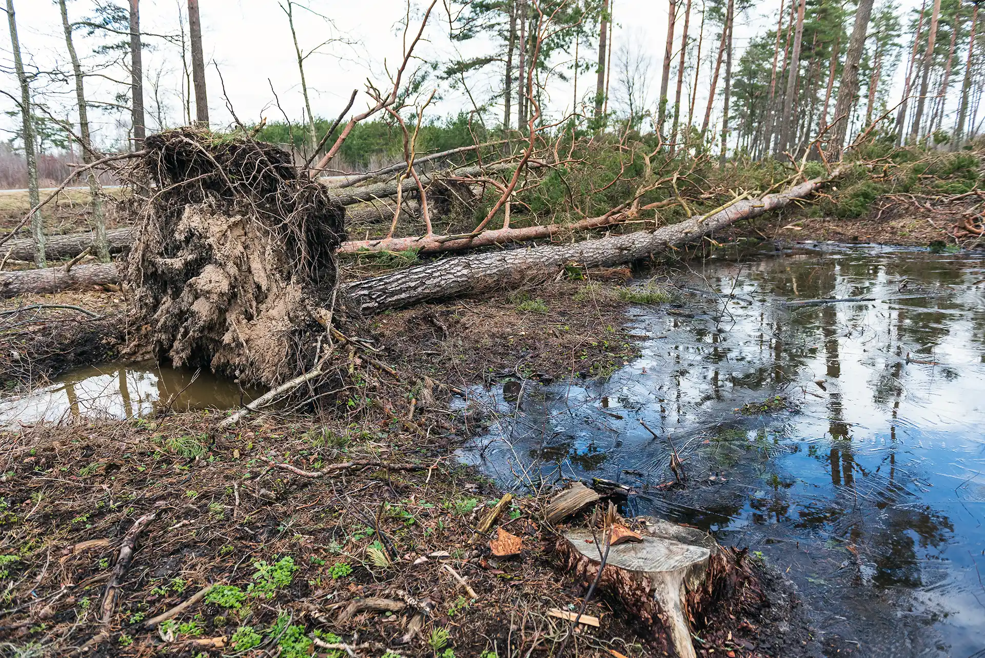 Hurricane Prep & Recovery Services In Sugar Land, TX