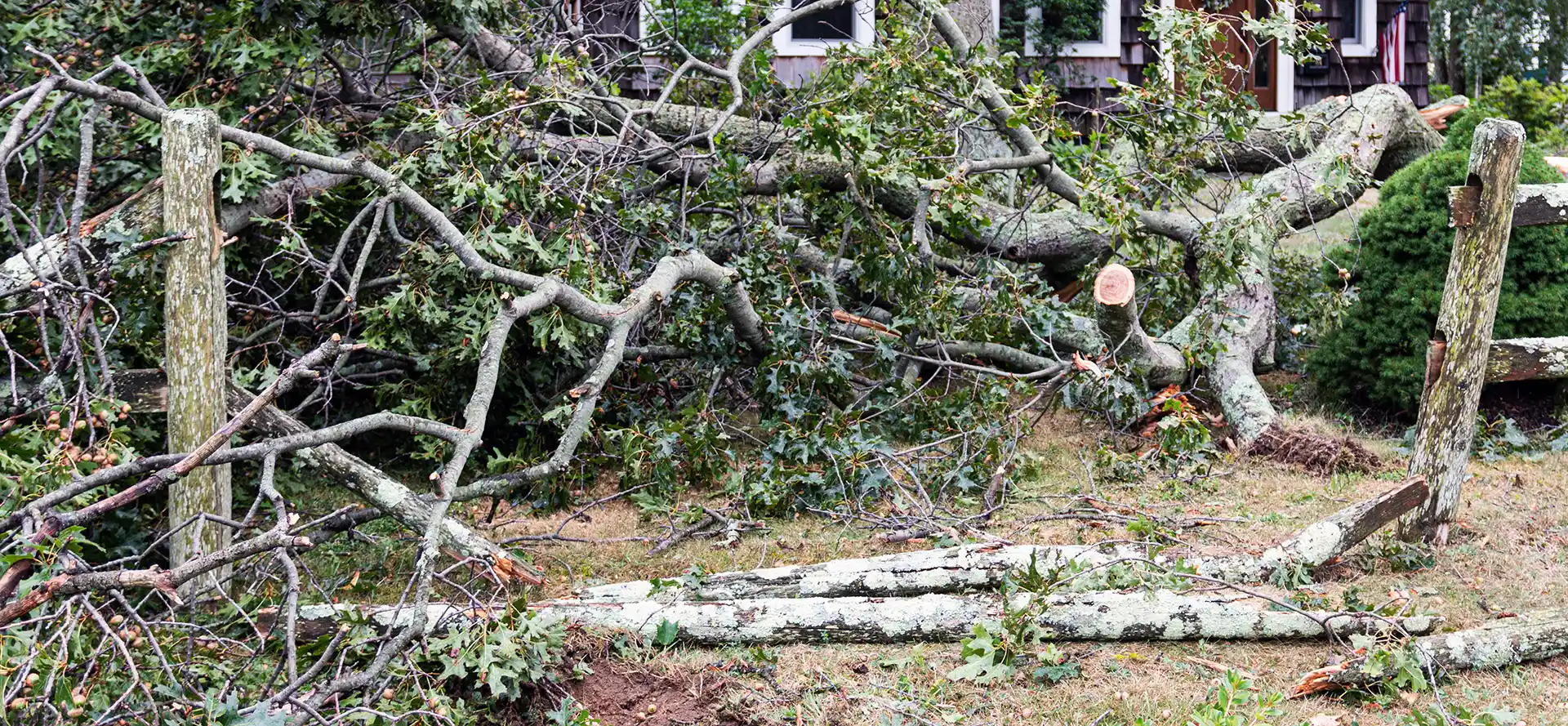 Tree Services In Fort Bend County
